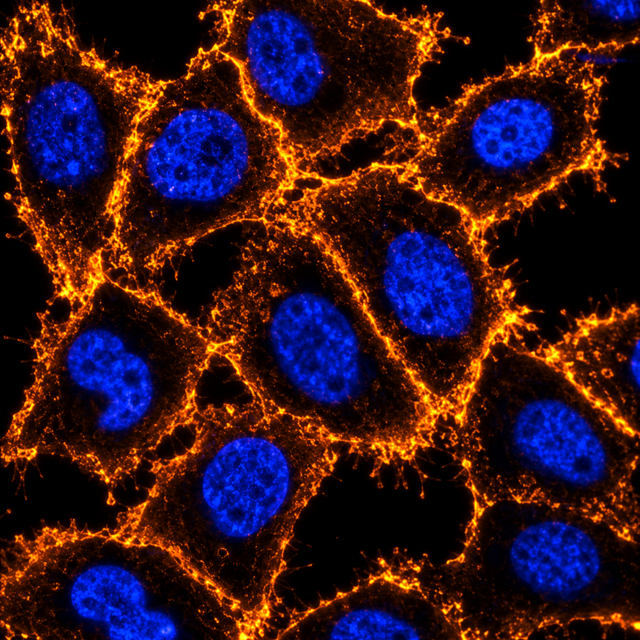 Close confocal-style fluorescence image showing DAPI-blue cell nuclei and an orange glycocalyx signal along cell surfaces.